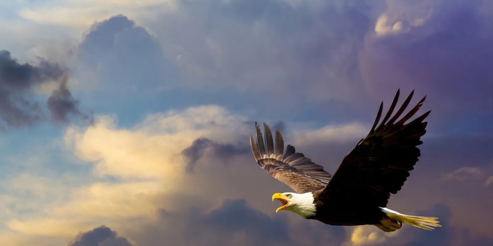 La résilience de l'aigle